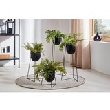 Modern Living Okrasna Rastlina Farn Ii | Shoptok.si