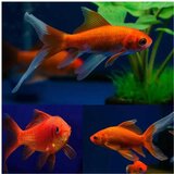 Akvarijum Centar Comet goldfish | ePonuda.com