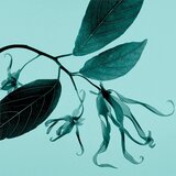 Tiffany & Co. Sheer toaletna voda za žene 75 ml | shoptok.hr
