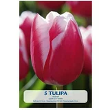  Cvjetne lukovice Tulipan Leen v/d Mark (Crvena, Botanički opis: Tulipa)