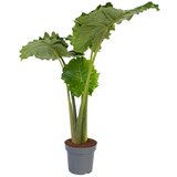 Plant in a Box alokazija - alocasia 'portodora' - višina 110-120cm - ⌀32cm, (21758079) Cene