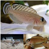 Akvarijum Centar Lamprologus ornatipinnis Cene