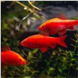 Akvarijum Centar Puntius titteya sp. Albino - Barbus titea albino | ePonuda.com