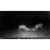 OXE Fotozamka Gepard + 32GB SD kartica i 4 baterije GRATIS! | shoptok.hr