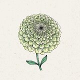 Jora Dahl Zinnia elegans "Benary’s Giant Lime" (Cinija) - 1 pkt. Cene
