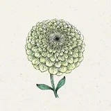 Zinnia elegans "Benary’s Giant Lime" (Cinija) - 1 pkt.