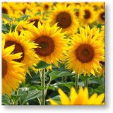  Slike na platnu žuto CVEĆE_168-12 (moderne slike na platnu) | ePonuda.com