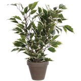 MICA FIKUS NATASJA ZELEN VARIEGATA V SIVEM STAN LONCU D11,5CM - H40XD30CM Cene