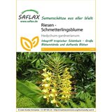 Saflax Ingver Kahili - ingverjeva lilija | Shoptok.si