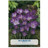  Cvjetne lukovice Crocus Ruby Giant (Botanički opis: Crocus, Ljubičasta) Cijene