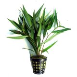Rainforest polygonum sao paulo | ePonuda.com
