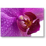  Slike na platnu cveće (moderne slike na platnu) | ePonuda.com