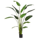  BILJKA STRELICIJA 235CM ZELENA Cijene