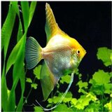 Akvarijum Centar Golden angelfish | ePonuda.com