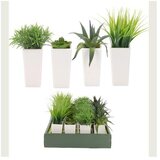  DEKORATIVNO CVIJEĆE 6*6*24CM SORTO | Eponuda.ba