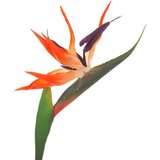 Atmosphera umjetna grana rajske ptice 83 cm Slike