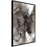  Poster - Predatory Couple 20x30 Cijene