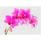  Tapeta - Pink excitation 150x105 | shoptok.hr
