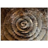  Tapeta - Desert rose 200x140 | shoptok.hr