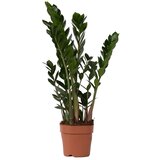 Plant in a Box Zamija - Zamioculcas Zamiifolia - Višina 55-65cm - ⌀17cm, (21757928) | Shoptok.si