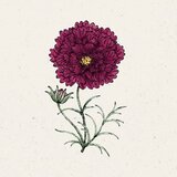 Jora Dahl Kozmeja "Double Click Cranberries" | Shoptok.si