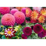 Royal De Ree Lukovica Georgina, dalija - Dahlia Pom. Viking 1/1 Cene