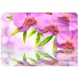  Tapeta - Orchids in lilac colour 350x245 | shoptok.hr
