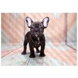  Tapeta - French Bulldog 450x315 | shoptok.hr