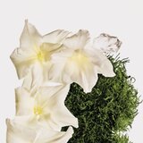 Calvin Klein CK Cotton Musk odišavljeno pršilo za telo in lase uniseks 100 ml | Shoptok.si
