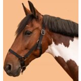 Olimp Sport Ular za vođenje konja i ponija crni | ePonuda.com