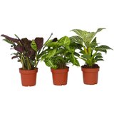 Plant in a Box domača mešanica - 3 kos - višina 25-40cm - ⌀12cm, (21757963) Cene