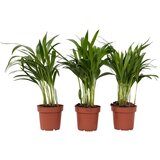 Plant in a Box palma areka - 3 kos - dypsis lutescens - višina 30-45cm - ⌀12cm, (21758211) Cene