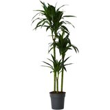Plant in a Box dracena - dracaena deremensis 'janet craig' - višina 140-150cm - ⌀24cm, (21758027) Cene