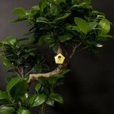 Botanopia Mini ptičja hišica za rastline Cene