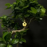 Botanopia Mini ptičja hišica za rastline
