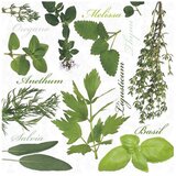  Serviete za decoupage Herbs - 1 kos (Serviete za decoupage) Cene