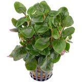 Rainforest Lobelia sp mini | ePonuda.com