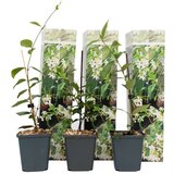 Plant in a Box zvezdasti jasmin - 3 kos - trachelospermum jasminoides - višina 25-40cm - ⌀9cm, (21757773) Cene