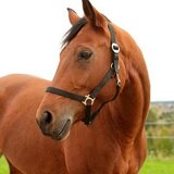 Kerbl Ular za konje Hippo crni 4 xfull | Eponuda.com