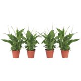 Plant in a Box spatifil - 4 kos - spathiphyllum 'torelli' - višina 30-45cm - ⌀12cm, (21757932) Cene