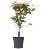 Plant in a Box japonski javor - acer palmatum &#039;katsura&#039; - vi&scaron;ina 60-70cm - ⌀19cm, (21757571) cene
