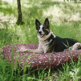 Play Smeđi krevet za pse 50x70 cm Outdoor Bed Mocha S – | shoptok.hr