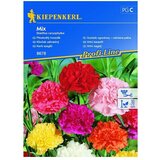 KIEPENKERL Sjeme cvijeća Vrtni karanfil (Dianthus caryophyllus) | shoptok.hr