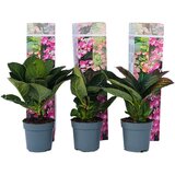 Plant in a Box hortenzija - 6 kos - hydrangea macrophylla teller 'red bull' - V25-40cm - ⌀9cm, (21757784) | Shoptok.si