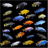 Akvarijum Centar Cichlidae - Malawi ciklid mix | ePonuda.com