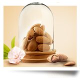 Garnier Botanic Therapy Ricinus Oil & Almond okrepitveni šampon 250 ml za ženske | Shoptok.si