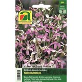  Nočna frajla, Levkojen | Shoptok.si