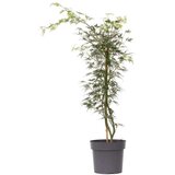 Plant in a Box japonski javor - acer palmatum 'emerald lace' - višina 60-70cm - ⌀19cm, (21757674) Cene