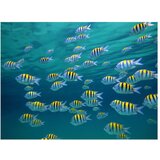  Tapeta - Underwater landscape - Caribbean 300x231 | shoptok.hr
