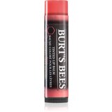 Burt’s Bees Tinted Lip Balm balzam za ustnice odtenek Rose 4.25 g | Shoptok.si